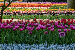 Keukenhof Niederlande April 2025 Ein lebendiger Anblick von verschiedenen Tulpensorten in einem Garten. Keukenhof Niederlande April 2025 Bunte Tulpensorten in einem großen Gartenbeet