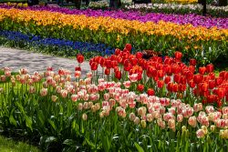 Keukenhof Niederlande April 2025 Ein lebendiger Anblick von blühenden Tulpen in Reihen im Garten Keukenhof Niederlande April 2025 Verschiedene Tulpen in lebendigen Farben blühen im Garten