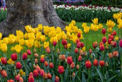 Keukenhof Niederlande April 2025 Bunte Tulpen blühen vor einem großen Baum im Park Keukenhof Niederlande April 2025 Gelbe und rote Tulpen im Park vor einem Baum im Frühling
