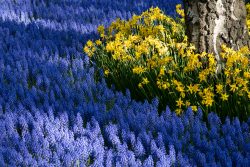 Keukenhof Niederlande April 2025 Ein lebendiger Mix aus Hyazinthen und Narzissen in voller Blüte neben einem Baum Keukenhof Niederlande April 2025 Blau blühende Hyazinthen mit gelben Narzissen neben einem Baumstamm