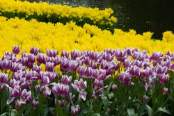Keukenhof Niederlande April 2025 Ein beeindruckendes Tulpenfeld mit kontrastierenden lila und gelben Farben Keukenhof Niederlande April 2025 Blühendes Tulpenfeld, lila und gelbe Tulpen vor einem Teich