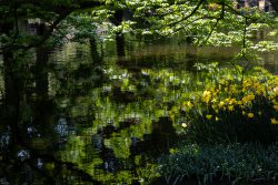 Keukenhof Niederlande April 2025 Gelbe Narzissen blühen an einem stillen Teich im Schatten von Bäumen Keukenhof Niederlande April 2025 Frühlingsszene mit gelben Narzissen am ruhigen Teich unter grünen Baumzweigen