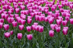 Keukenhof Niederlande April 2025 Ein prachtvolles Feld mit rosa Tulpen im Frühling Keukenhof Niederlande April 2025 Feld von rosa Tulpen in voller Blüte im Frühling
