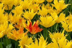 Keukenhof Niederlande April 2025 Eine Gruppe lebhafter Papageien-Tulpen mit einer auffälligen rot-gelben Variation Keukenhof Niederlande April 2025 Gelbe Papageien-Tulpen mit einer einzigartigen rot-gelben Tulpe im Zentrum