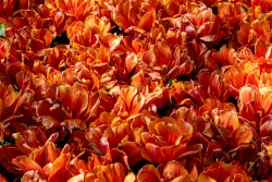 Keukenhof Niederlande April 2025 Ein Meer aus leuchtend orangefarbenen Tulpen in voller Blüte zeigt die Schönheit des Frühlings Keukenhof Niederlande April 2025 Nahaufnahme von blühenden orangefarbenen Tulpen im Sonnenlicht