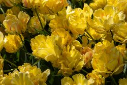 Keukenhof Niederlande April 2025 Ein Meer aus gelben Tulpen fängt das Sonnenlicht ein Keukenhof Niederlande April 2025 Gelbe Tulpenblüten im Sonnenlicht, Nahaufnahme