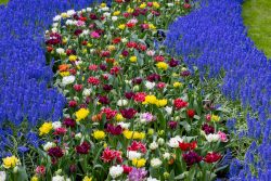 Keukenhof Niederlande April 2025 Ein prächtiges Beet voller Tulpen in verschiedenen Farben und blauen Traubenhyazinthen Keukenhof Niederlande April 2025 Buntes Blumenbeet mit verschiedenen Tulpen und blauen Traubenhyazinthen im Frühling