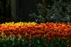 Keukenhof Niederlande April 2025 Ein lebendiges Tulpenfeld in voller Blüte im Garten Keukenhof Niederlande April 2025 Bunte Tulpen im Garten, rot-gelb gescheckte und gelbe Blüten
