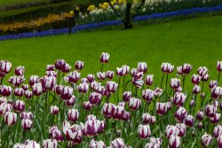 Keukenhof Niederlande April 2025 Ein lebendiges Tulpenfeld am Ufer eines Flusses im Frühling Keukenhof Niederlande April 2025 Landschaft mit lila-weißen Tulpen und bunten Frühlingsblumen am Flussufer
