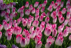 Keukenhof Niederlande April 2025 Ein Meer aus rosa-weißen Tulpen erstrahlt im Sonnenlicht Keukenhof Niederlande April 2025 Rosa und weiße Tulpen im Frühlingsgarten