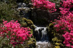 Keukenhof Niederlande April 2025 Ein ruhiger Wasserfall fließt durch blühende Azaleen in einem Garten Keukenhof Niederlande April 2025 Kleiner Wasserfall inmitten rosa blühender Azaleen im Garten