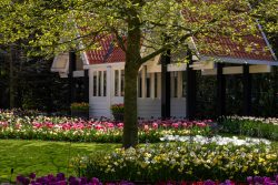 Keukenhof Niederlande April 2025 Eine malerische Hütte umgeben von Frühlingstulpen und blühenden Bäumen Keukenhof Niederlande April 2025 Hütte im Frühling mit blühenden Blumen und Bäumen