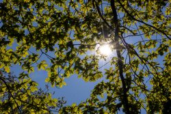 Keukenhof Niederlande April 2025 Ein strahlender Sonnentag im Wald mit Lichtstrahlen durch das Blätterdach Keukenhof Niederlande April 2025 Sonnenlicht scheint durch grüne Blätter eines Baumes an einem klaren Tag