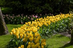 Keukenhof Niederlande April 2025 Ein lebendiges Feld gelber Tulpen an einem sonnigen Frühlingstag Keukenhof Niederlande April 2025 Gelbes Tulpenfeld in einem sonnigen Garten im Frühling