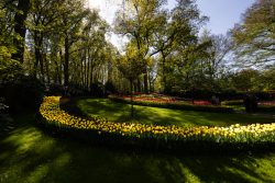 Keukenhof Niederlande April 2025 Ein charmantes Tulpenbeet in einem sonnendurchfluteten Park Keukenhof Niederlande April 2025 Gelbes Tulpenbeet in einem sonnigen Park mit hohen Bäumen