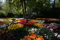 Keukenhof Niederlande April 2025 Ein lebendiger Garten mit Tulpen in voller Blüte bietet einen herrlichen Anblick Keukenhof Niederlande April 2025 Bunter Frühlingsgarten mit Tulpen und blühenden Blumen