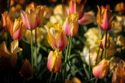 Keukenhof Niederlande April 2025 Ein lebhaftes Tulpenfeld in voller Blüte Keukenhof Niederlande April 2025 Bunte Tulpen im Frühling, gelbe und rosa Blüten im Sonnenlicht