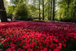 Keukenhof Niederlande April 2025 Ein eindrucksvolles Tulpenfeld im Schatten hoher Bäume Keukenhof Niederlande April 2025 Leuchtendes Tulpenfeld im Frühlingswald mit Sonnenlicht
