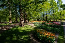 Keukenhof Niederlande April 2025 Tulpen blühen prächtig unter Bäumen an einem sonnigen Tag Keukenhof Niederlande April 2025 Frühlingsblumenbeete in einem sonnigen Park mit grünen Bäumen