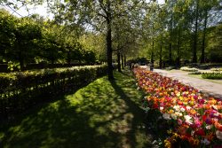 Keukenhof Niederlande April 2025 Ein schöner Frühlingspfad gesäumt von bunten Tulpen und schattigen Bäumen Keukenhof Niederlande April 2025 Blühender Tulpenweg im Schatten von Bäumen in einem sonnigen Park