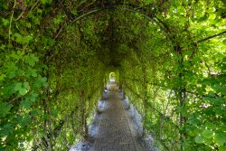 Keukenhof Niederlande April 2025 Ein malerischer Laubengang führt durch den Garten Keukenhof Niederlande April 2025 Grüner Laubengang mit Ziegesteinweg im sonnigen Garten