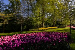 Keukenhof Niederlande April 2025 Ein farbenfrohes Tulpenbeet in einem sonnendurchfluteten Park Keukenhof Niederlande April 2025 Buntes Tulpenfeld mit leuchtend grünen Bäumen im Sonnenlicht