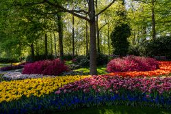 Keukenhof Niederlande April 2025 Ein Farbenspiel aus Tulpen und Azaleen in einem schattigen Garten Keukenhof Niederlande April 2025 Bunter Frühlingsgarten mit Tulpen und Azaleen unter grünen Bäumen
