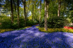 Keukenhof Niederlande April 2025 Ein zauberhafter Pfad umgeben von blühenden Blumen im Frühlingswald Keukenhof Niederlande April 2025 Waldweg im Frühling mit blauen und gelben Blumen