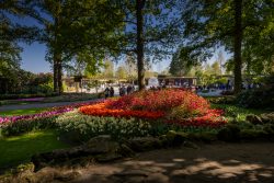 Keukenhof Niederlande April 2025 Ein zauberhafter Frühlingstag im Garten voller Tulpen Keukenhof Niederlande April 2025 Blühende Frühlingsgärten mit farbenfrohen Tulpen und Bäumen
