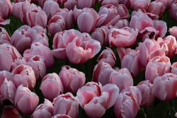 Keukenhof Niederlande April 2025 Ein Meer aus rosa Tulpen in einem Frühlingsbeet Keukenhof Niederlande April 2025 Rosa Tulpen blühen in voller Pracht in einem Frühlingsgarten
