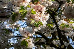 Keukenhof Niederlande April 2025 Ein Baum voller Kirschblüten verleiht dem Bild eine frühlingshafte Atmosphäre Keukenhof Niederlande April 2025 Blühende Kirschblüten an einem Baum im Sonnenlicht
