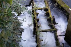 Lüneburg August 2024 Überwucherter Wasserlauf mit moosbedeckter Holzstruktur