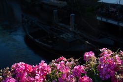 Lüneburg August 2024 Leuchtende rosa Blumen vor einem dunklen Holzschiff auf einem Fluss