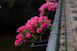 Lüneburg August 2024 Leuchtend rosa Blumen auf einer Brücke im Sonnenlicht