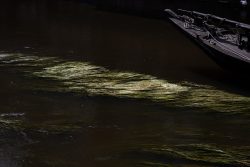 Lüneburg August 2024 Wasserpflanzen in einem dunklen Fluss mit einem Boot im Hintergrund