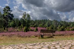 Lüneburger Heide August 2024 Landschaft mit Heidekraut und Bank vor Wald und bewölktem Himmel