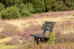 Lüneburger Heide August 2024 Verwitterte Holzbank im Heidefeld mit violetten Blumen