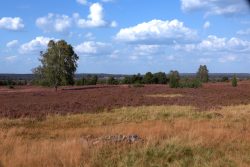 Lüneburger Heide August 2024 Heidelandschaft mit blauem Himmel und Wolken