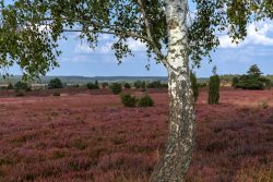 Lüneburger Heide August 2024 Heidelandschaft mit blühender Heide und einem Birkenbaum im Vordergrund