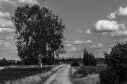 Lüneburger Heide August 2024 Landschaft mit Baum und Weg unter bewölktem Himmel in Schwarz-Weiß