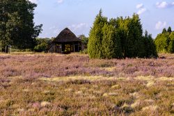 Lüneburger Heide August 2024 Alte Scheune in Heidelandschaft mit blühendem Heidekraut im Vordergrund