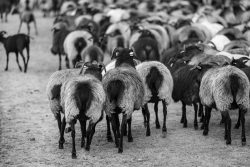 Lüneburger Heide August 2024 Schwarz-weiße Aufnahme einer Schafherde auf einem Feld