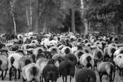 Lüneburger Heide August 2024 Schwarz-weiß-Foto von einer großen Herde Schafe auf einem Waldweg