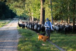 Lüneburger Heide August 2024 Schäferin mit Hund führt Schafherde durch Waldweg