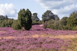 Lüneburger Heide August 2024 Heidelandschaft mit blühendem lila Heidekraut und Bäumen unter bewölktem Himmel