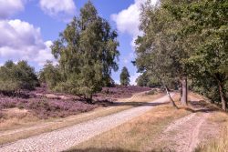 Lüneburger Heide August 2024 Pflasterweg durch Heidelandschaft mit Bäumen und lila Blumen