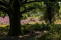 Lüneburger Heide August 2024 Große Eiche mit blühenden Heidekraut im Wald