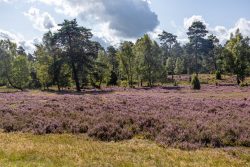 Lüneburger Heide August 2024 Landschaft mit blühender Heide und Pinien im Sonnenschein