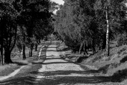 Lüneburger Heide August 2024 Schwarzweißaufnahme einer gepflasterten Allee mit Bäumen