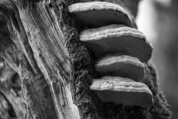 Lüneburger Heide August 2024 Schwarz-weiß Bild von Baumpilzen auf Baumrinde